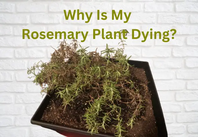 Why is My Rosemary Plant Dying