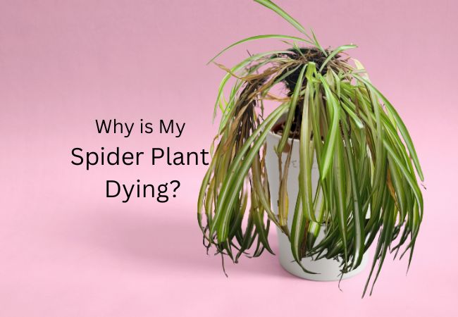 Why is My Spider Plant Dying: Causes and Solutions