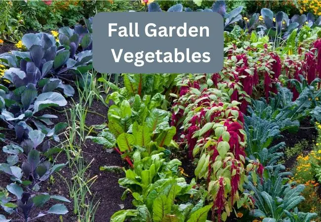 fall garden vegetables