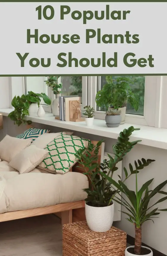 10 Popular House Plants You Should Get