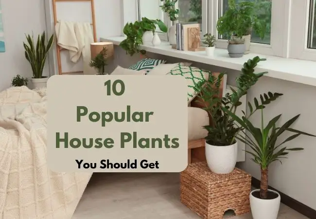 10 Popular House Plants