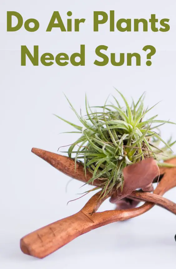 Do Air Plants Need Sun Tillandsia