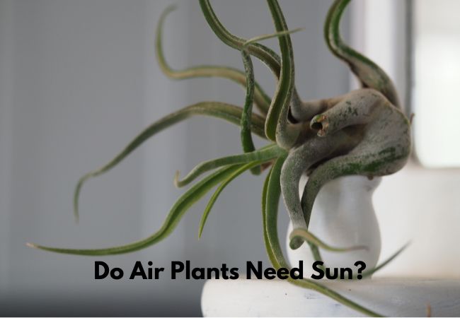 Do Air Plants Need Sun?