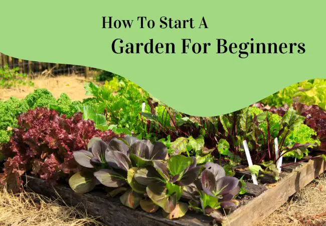 how to start a garden for beginners guide