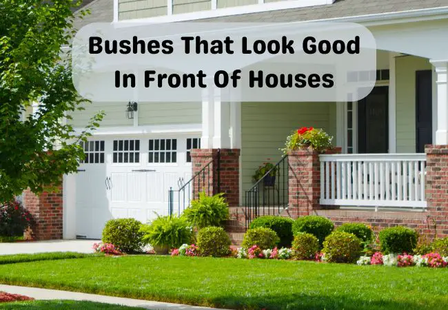 10 Bushes That Look Good In Front of Houses