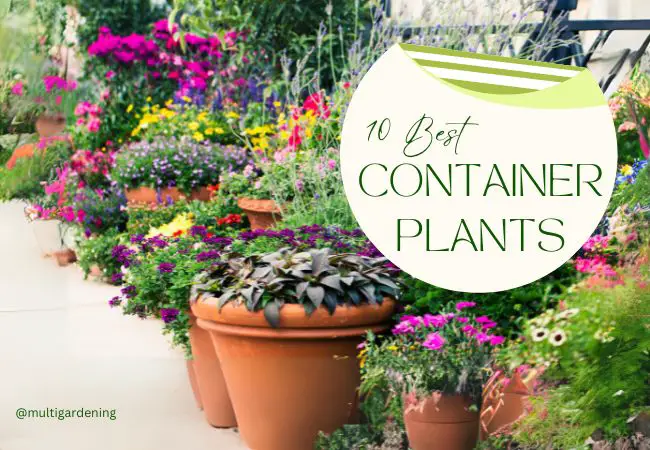 10 Best Container Plants For Vibrant Gardens