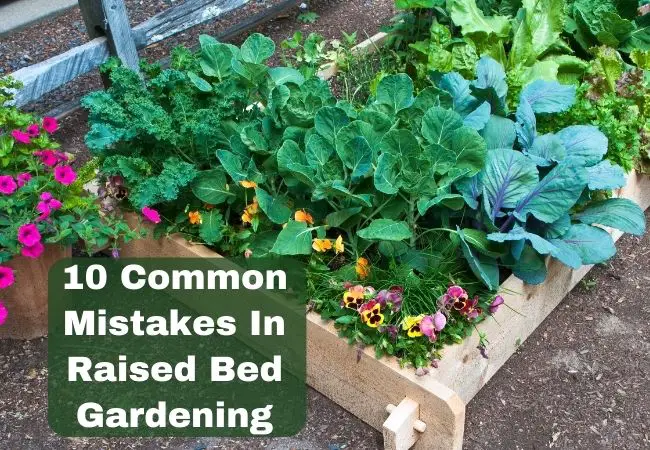 10 Common Mistakes in Raised Bed Gardening