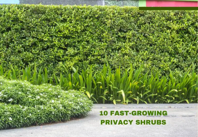 Fast-Growing Privacy Shrubs