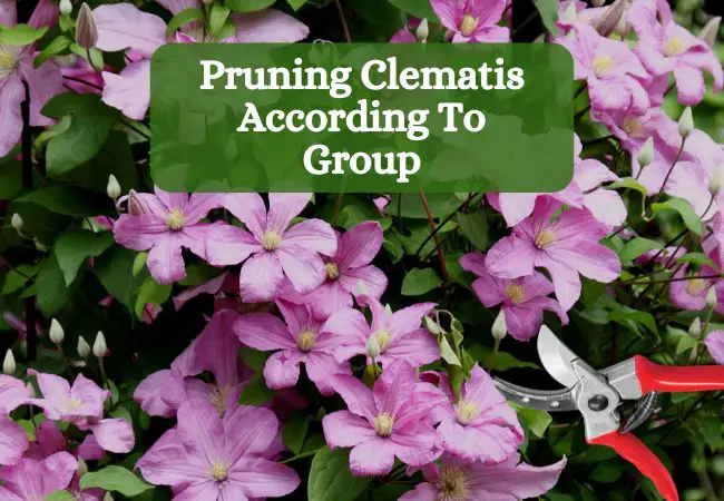 Pruning Clematis According To Group